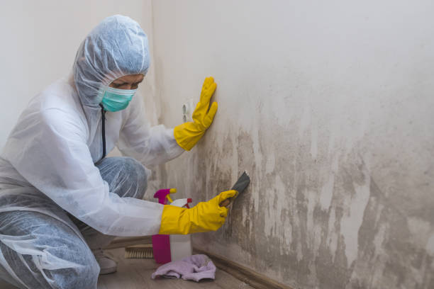 Best Affordable Mold Removal  in Hampstead, NC