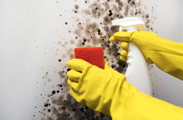 Professional Mold Removal in Hampstead, NC